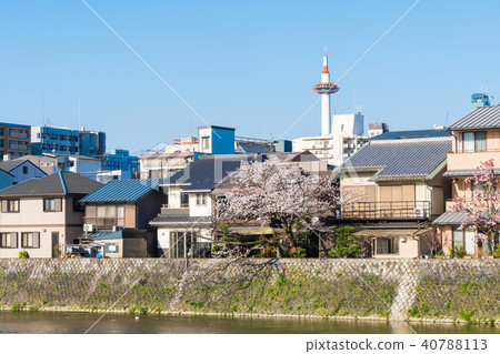 春天風景在盛開的京都佐倉沿Kamogawa京都日本 春天風景在盛開的京都佐倉沿Kamogawa京都日本 40788113