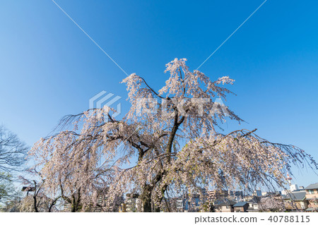 Spring landscape in Kyoto Sakura in full bloom along Kamogawa Kyoto Japan 40788115