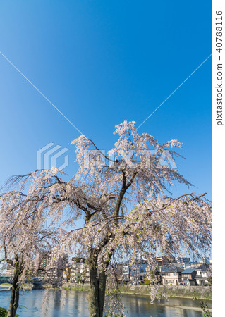 Spring landscape in Kyoto Sakura in full bloom along Kamogawa Kyoto Japan Spring landscape in Kyoto Sakura in full bloom along Kamogawa Kyoto Japan 40788116