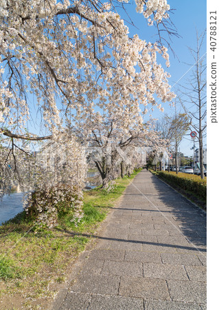 春天風景在盛開的京都佐倉沿Kamogawa京都日本 40788121