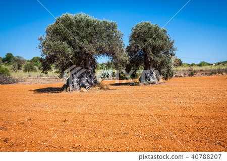 Ibiza island landscape with agriculture fields Ibiza island landscape with agriculture fields 40788207