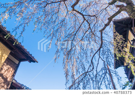 在京都佐倉的春天風景在盛開京都日本 在京都佐倉的春天風景在盛開京都日本 40788373