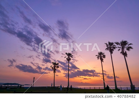 北條海岸棕櫚和日落 北條海岸棕櫚和日落 40788482