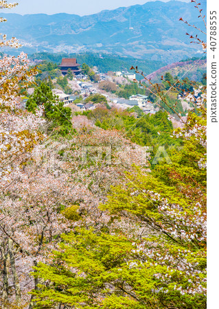 奈良櫻花春天風景在盛開吉野奈良日本 奈良櫻花春天風景在盛開吉野奈良日本 40788555