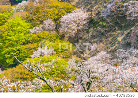 Spring landscape of Nara Cherry blossoms in full bloom Yoshino Nara Japan Spring landscape of Nara Cherry blossoms in full bloom Yoshino Nara Japan 40788556