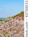 Spring landscape of Nara Cherry blossoms in full bloom Yoshino Nara Japan 40788633