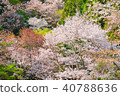 Spring landscape of Nara Cherry blossoms in full bloom Yoshino Nara Japan 40788636