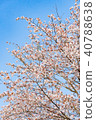 Spring landscape of Nara Cherry blossoms in full bloom Yoshino Nara Japan 40788638