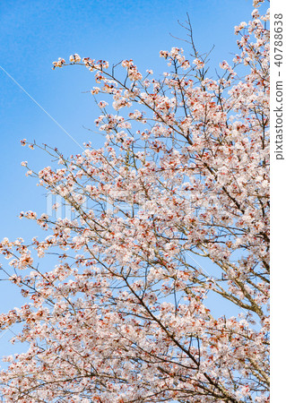奈良櫻花春天風景在盛開吉野奈良日本 40788638