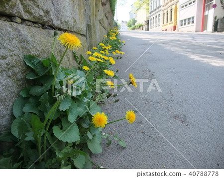 Dandelion on the roadside Dandelion on the roadside 40788778