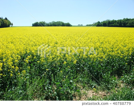 Rapeseed field Rapeseed field 40788779