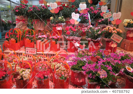 Mother's Day Carnation 40788792