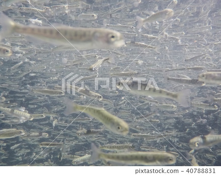 Salmon fry (swimming) 40788831