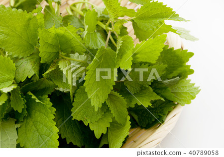 檸檬香脂 檸檬香脂 40789058