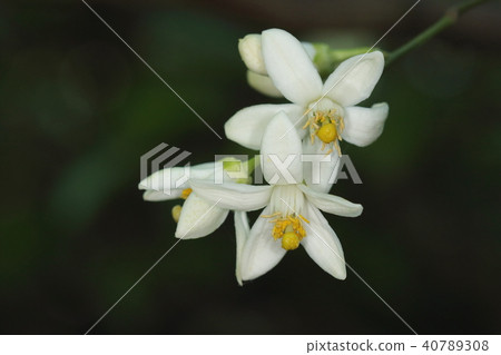 天然植物Hassak，在漢字“Yasushi”。因為水果可以從8月1日左右吃掉，依此類推...... 40789308