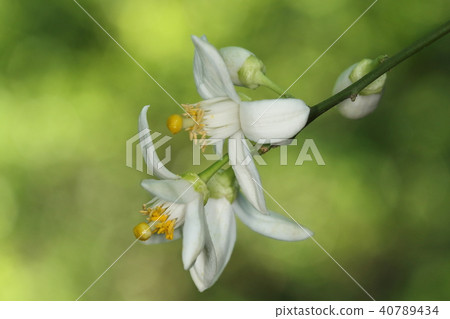 Natural plants Hassak, fellows of oranges originating in Japan. It seems that cultivation has become popular since the Meiji Period Natural plants Hassak, fellows of oranges originating in Japan. It seems that cultivation has become popular since the Meiji Period 40789434