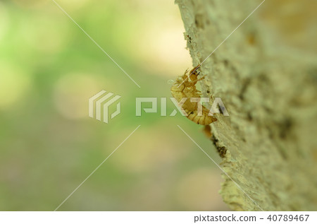 Ezo Halomised Casing札幌市 40789467