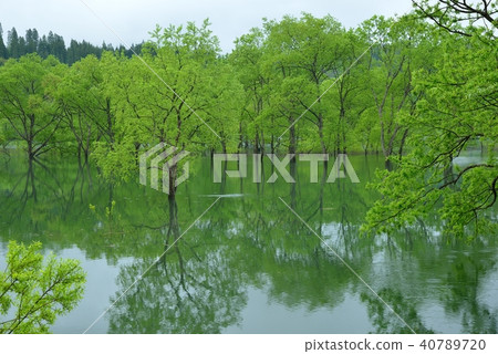 Submerged forest of Shirakawa lake Submerged forest of Shirakawa lake 40789720