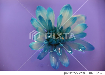 美麗的大麗花♪2 美麗的大麗花♪2 40790232