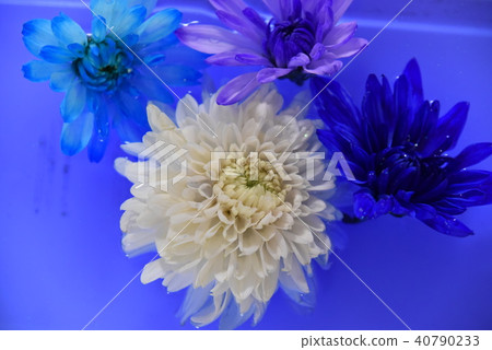 Beautiful dahlia♪ 3 Beautiful dahlia♪ 3 40790233