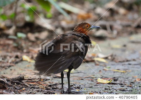 宮古島/ Okuina 40790405