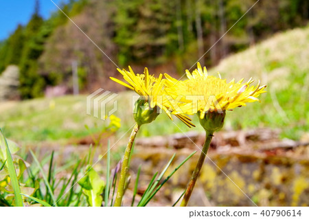 信濃蒲公英Tanpopo 信濃蒲公英Tanpopo 40790614