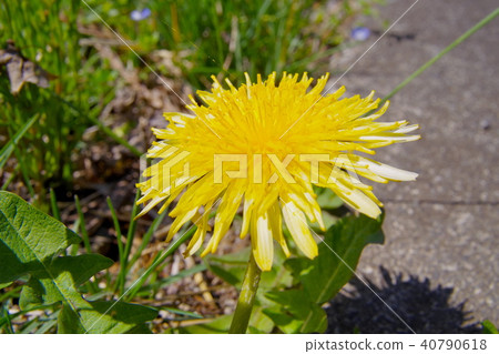 Shinano Dandelion Tanpopo Shinano Dandelion Tanpopo 40790618