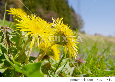 Shinano Dandelion Tanpopo Shinano Dandelion Tanpopo 40790619