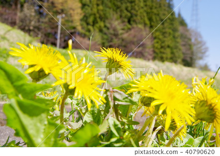 Shinano Dandelion Tanpopo Shinano Dandelion Tanpopo 40790620