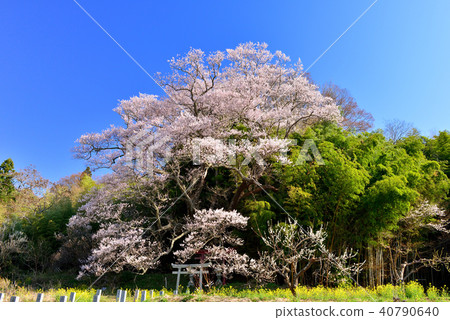 福島的櫻花 40790640