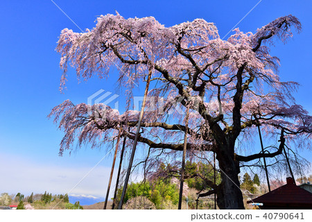 Cherry blossoms in Fukushima 40790641