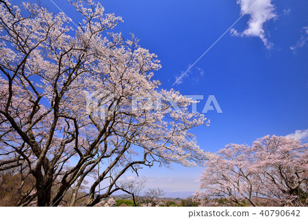 福島的櫻花 40790642