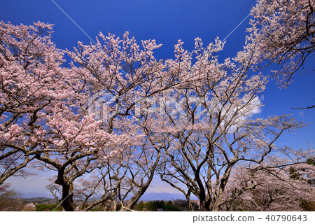 Cherry blossoms in Fukushima Cherry blossoms in Fukushima 40790643