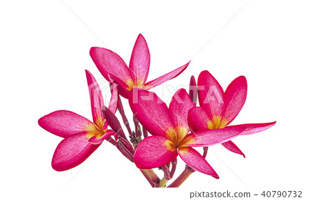 leelawadee flowers isolated on white background leelawadee flowers isolated on white background 40790732