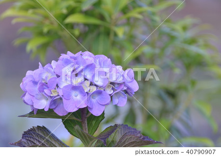 繡球 繡球 40790907