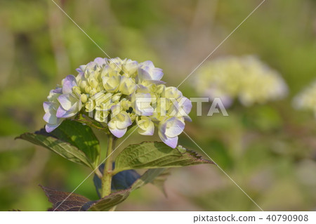  hydrangea 40790908