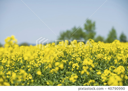 Rape blossoms 40790990