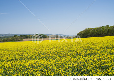Rape blossoms (Hokkaido Anping distant view) 40790993