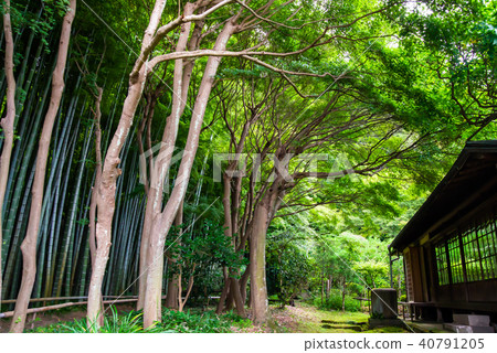 Kamakura Hakodate-ji Takebayashi and Shogoin 40791205