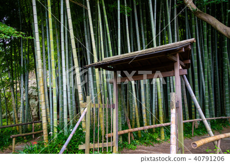 Kamakura Hakodate-ji Takebayashi Kamakura Hakodate-ji Takebayashi 40791206