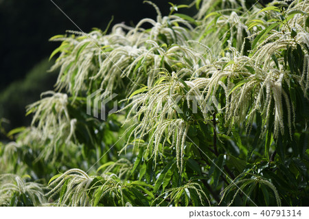 板栗樹花 40791314