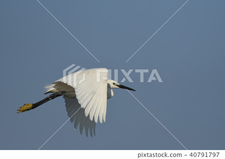 Flight of the rabbit 40791797