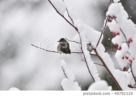 First snow and Ezobitaki 40792128