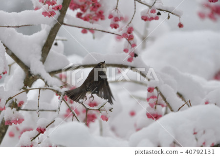 First snow and Ezobitaki 40792131