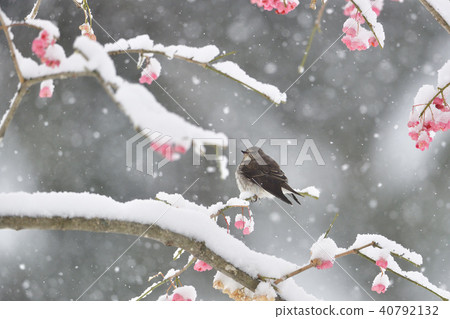 First snow and Ezobitaki 40792132