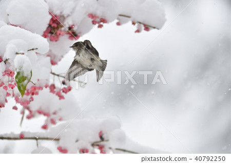 First snow and Ezobitaki 40792250