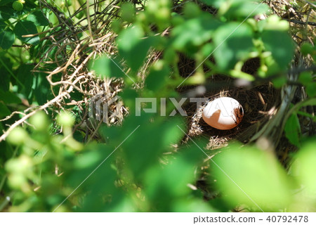 bird's Nest 40792478