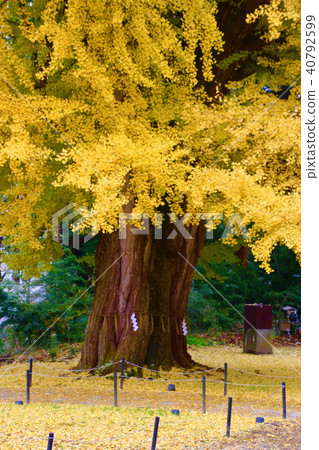 長的大銀杏(喜多方市) 長的大銀杏(喜多方市) 40792599