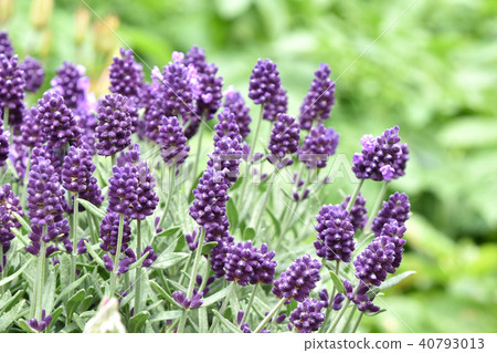 Lavender Blue St. Early Lavender Blue St. Early 40793013