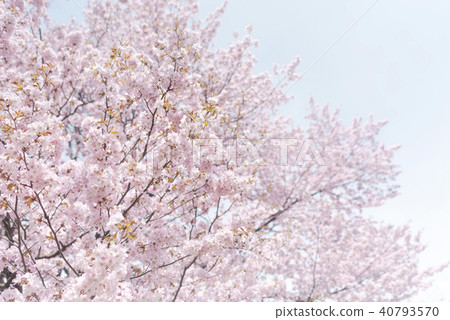 Ezo yamazakura in full bloom (high key) Ezo yamazakura in full bloom (high key) 40793570